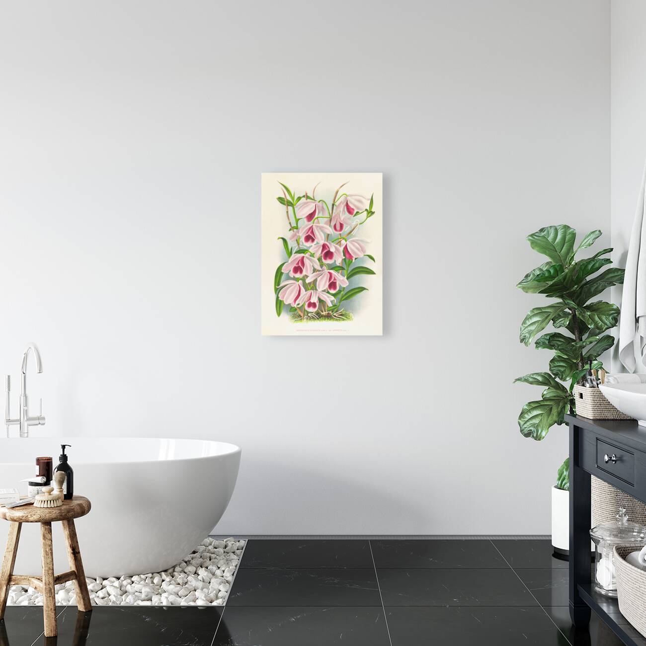 Dendrobium superbum var anosmum  Reproduction