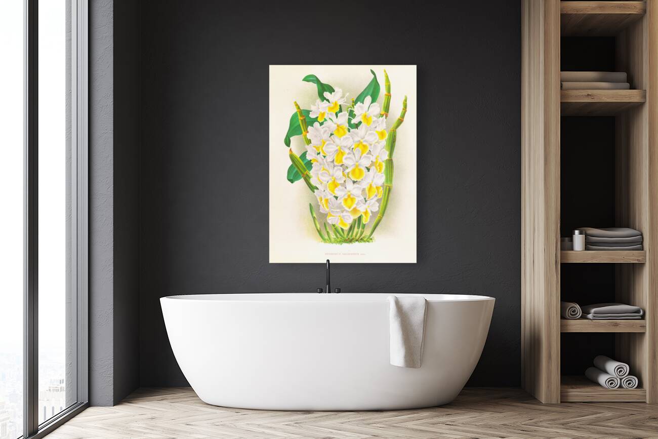 Dendrobium galliceanum Reproduction