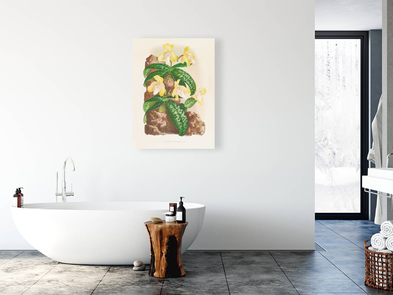 Cypripedium tonkinense Reproduction