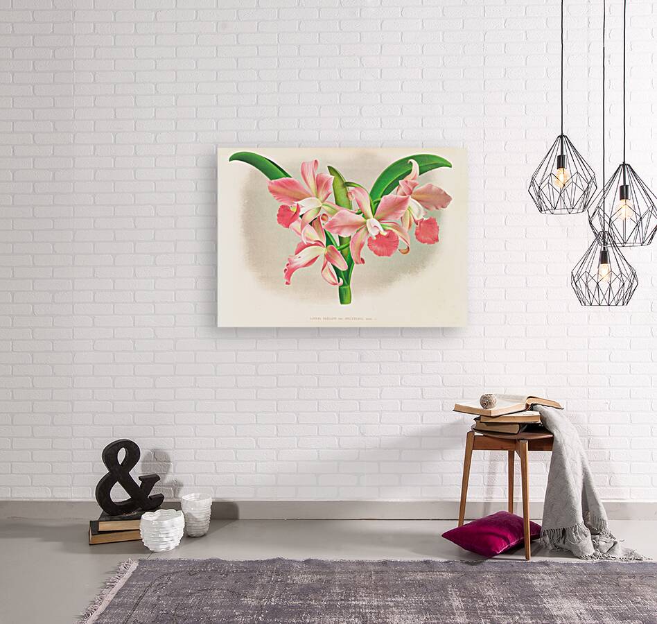 Laella elegans var houtteana Reproduction