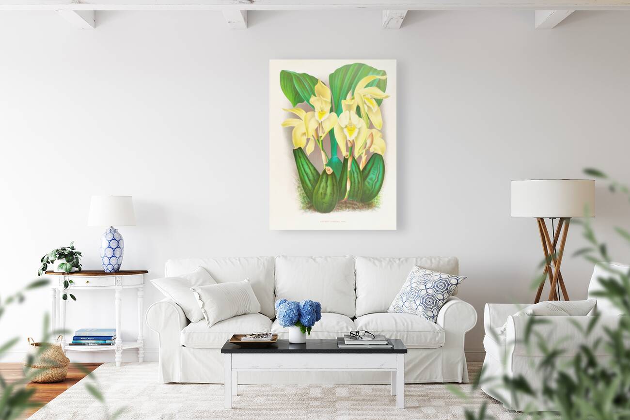 Lycaste costata Reproduction