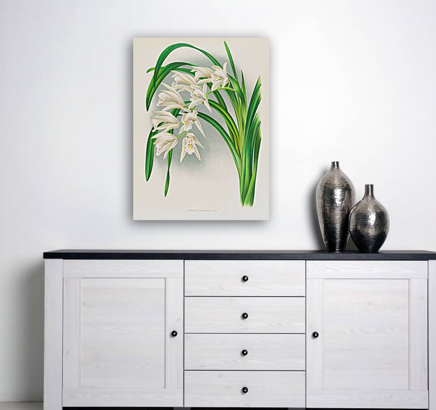 Cymbidium mastersi Reproduction