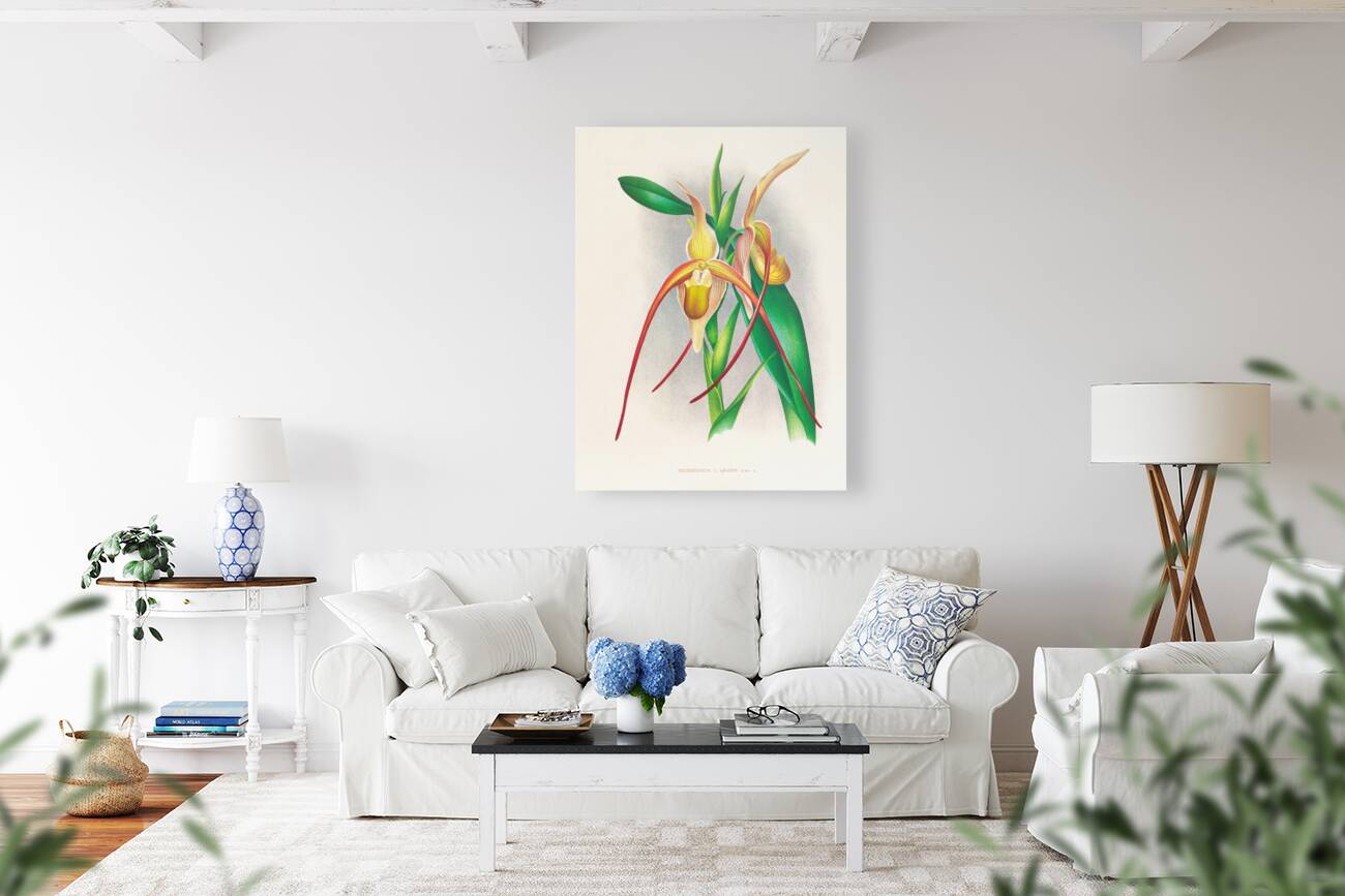 Selenipedium grande Reproduction