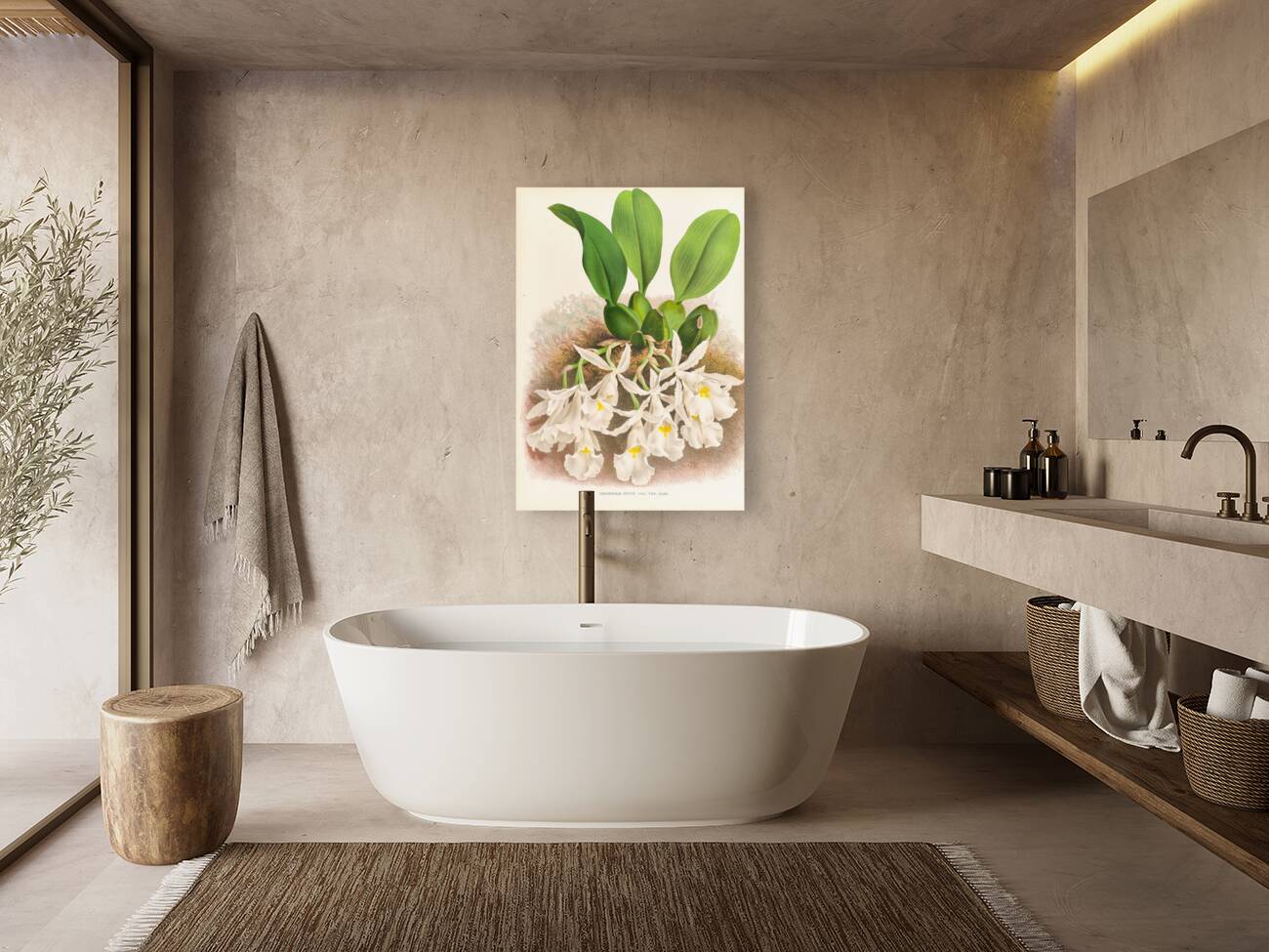 Trichopilia Suavis Reproduction