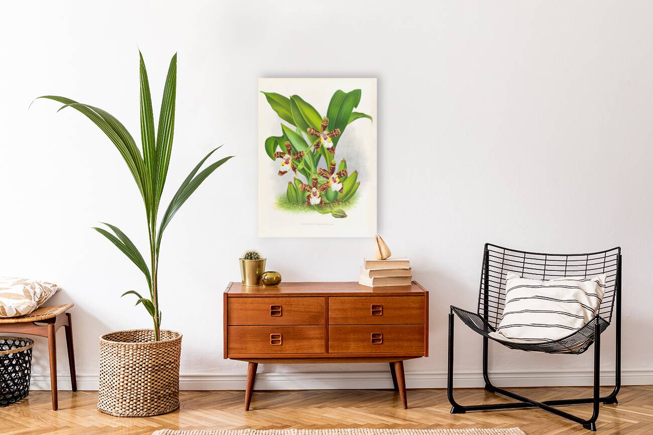 Zygopetalum jorisianum Reproduction