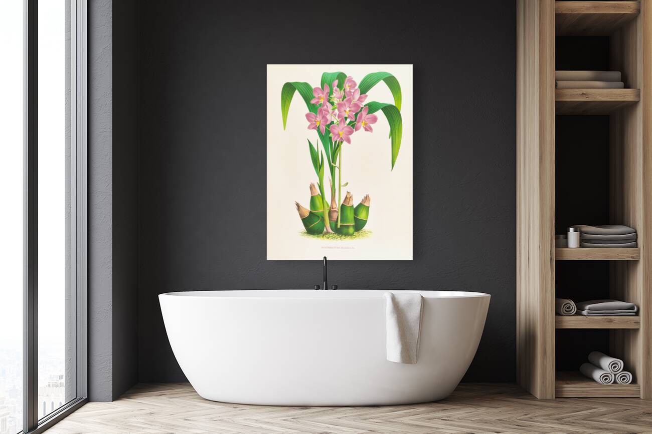 Spathoglottis plicata Reproduction