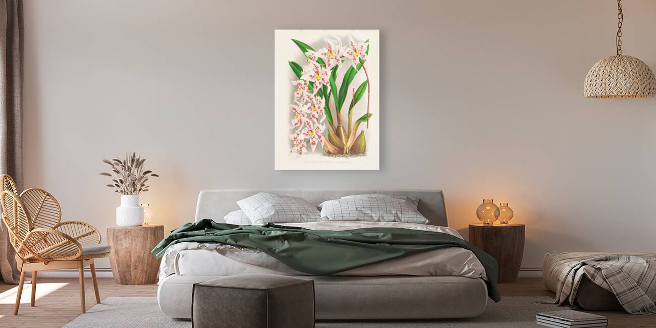 Odontoglossum alexandrae var cutsemianum Reproduction