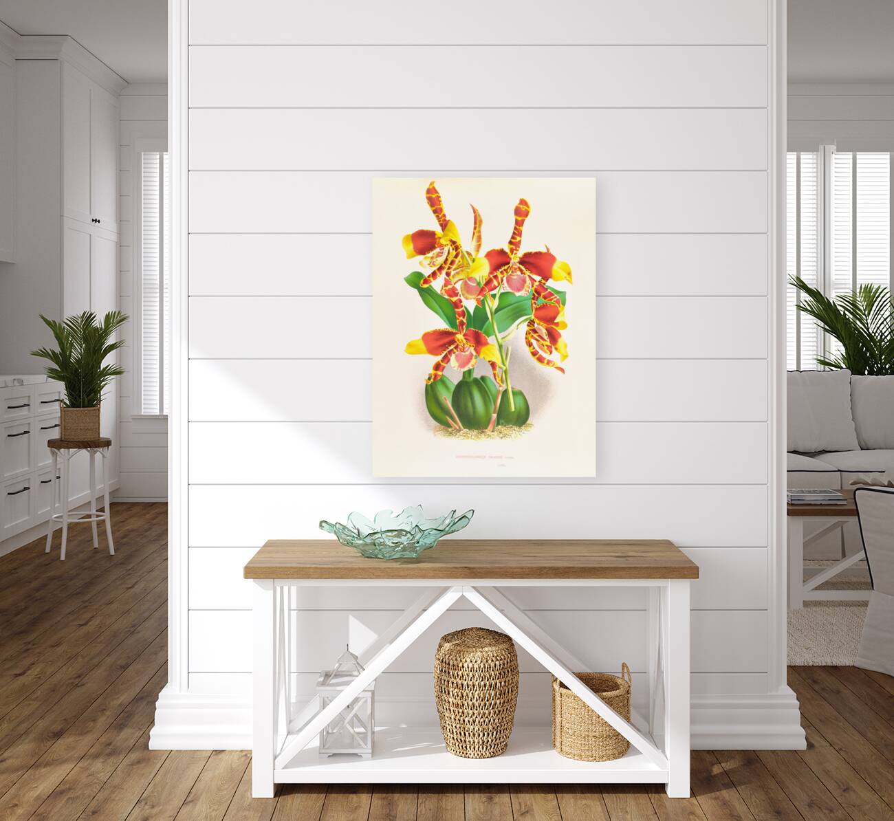 Odontoglossum grande Reproduction