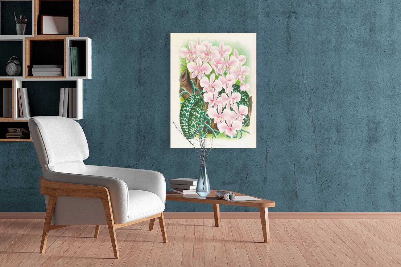 Phalaenopsis schilleriana Reproduction