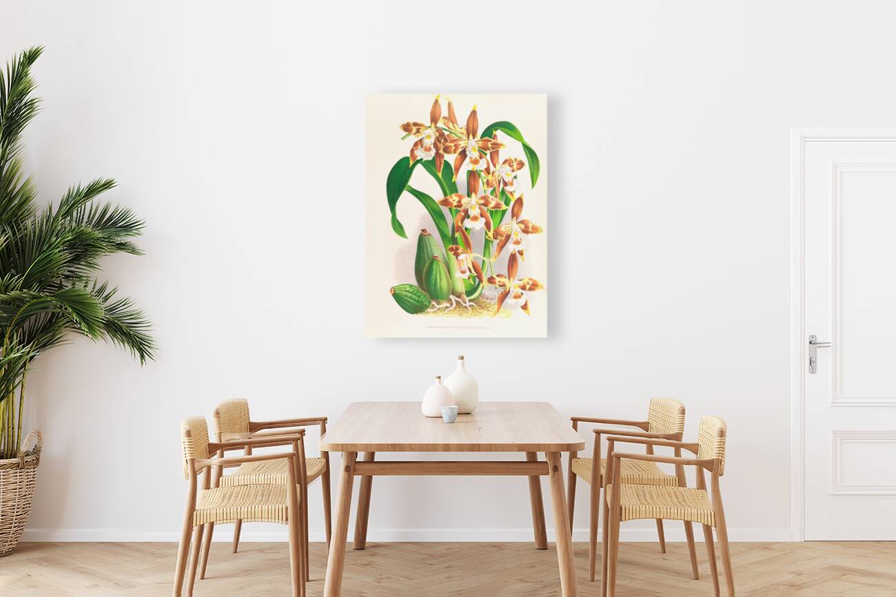 Odontoglossum luteo-purpureum Reproduction