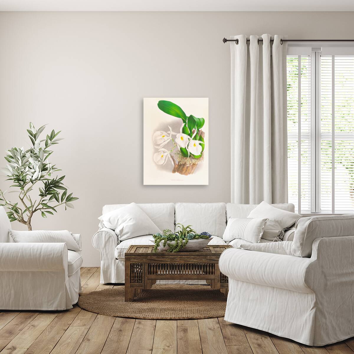 Pilumna nobilis Reproduction