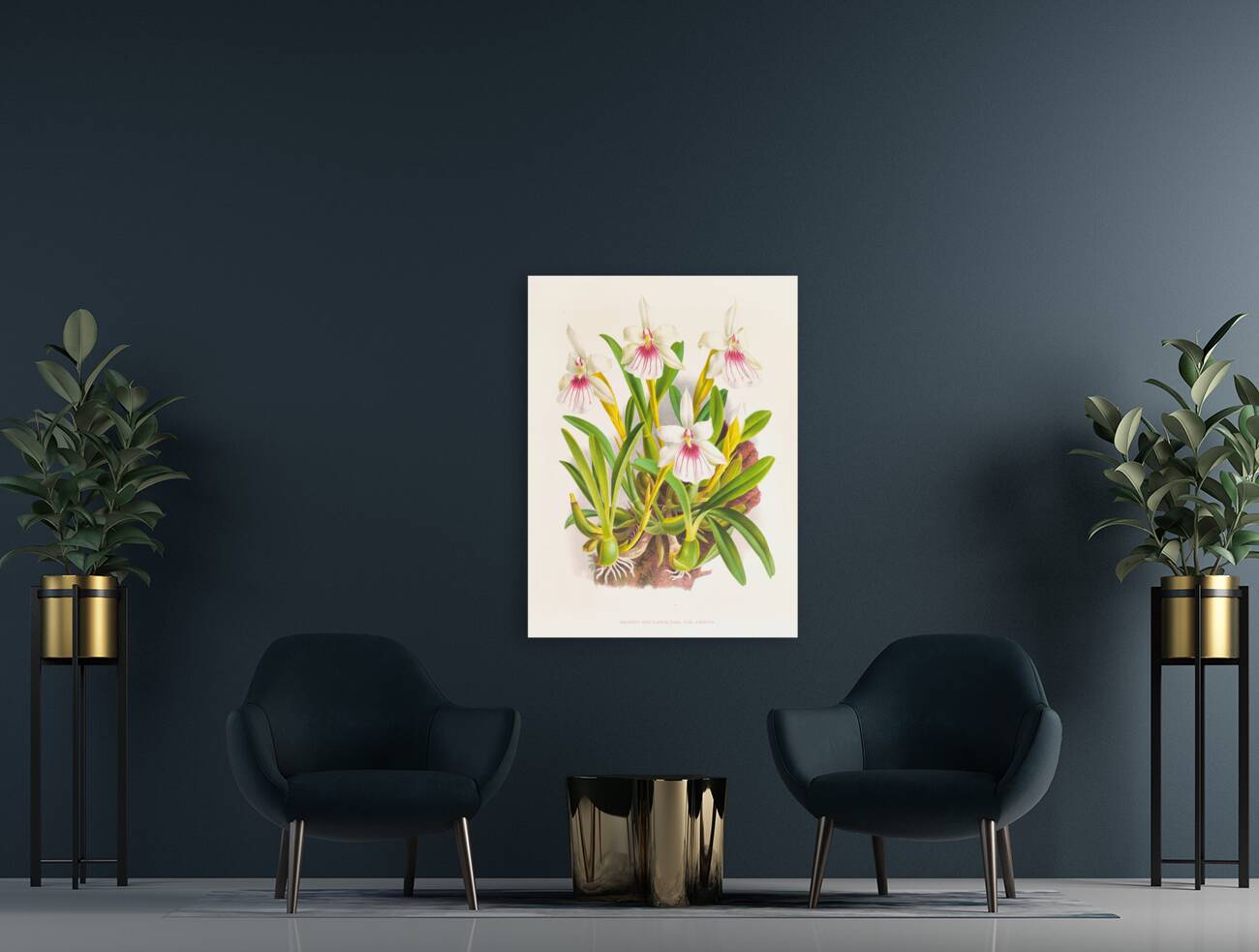 Miltonia spectabilis Reproduction