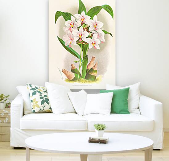 Spathoglottis Augustorum Reproduction