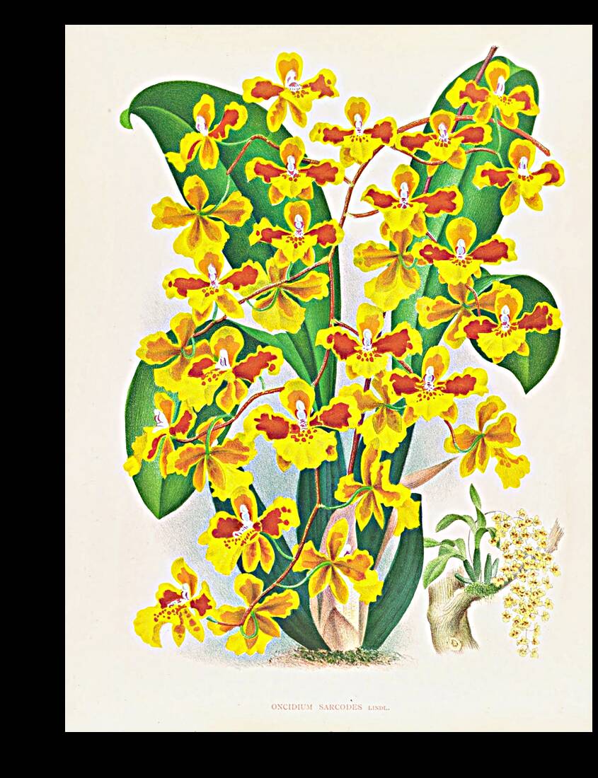 Oncidium sarcodes Reproduction