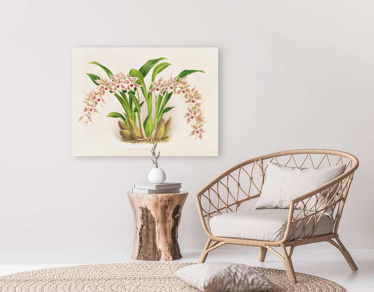 Odontoglossum lucianianum Reproduction