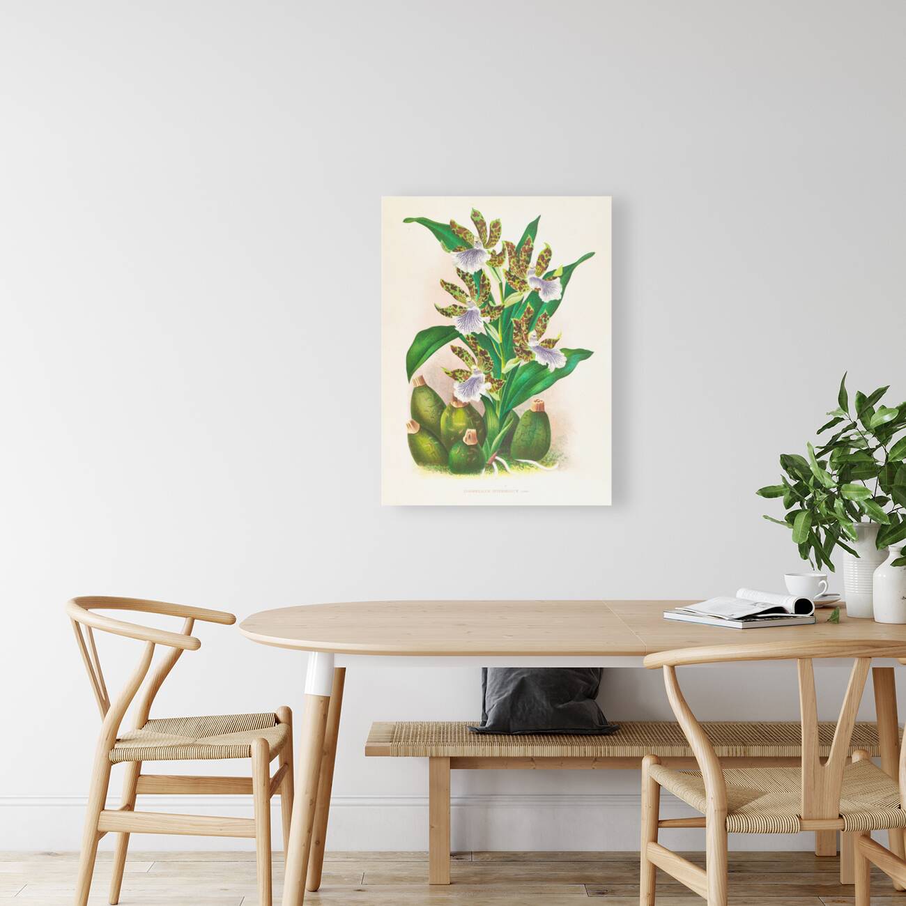 Zygopetalum intermedium Reproduction