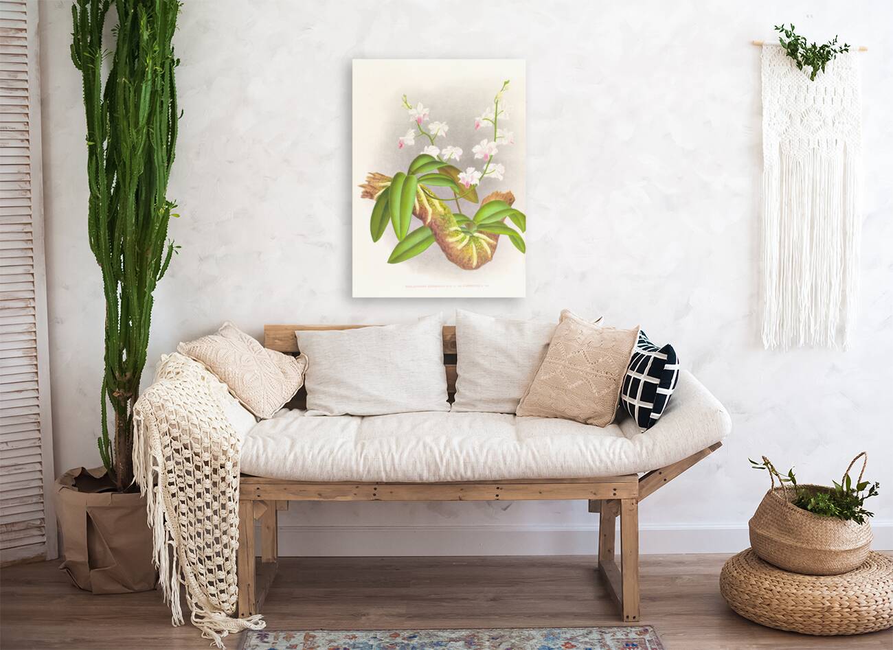 Phalaenopsis esmeralda var candidula Reproduction