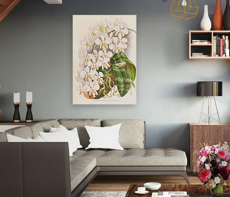 Phalaenopsis Stuartiana Reproduction