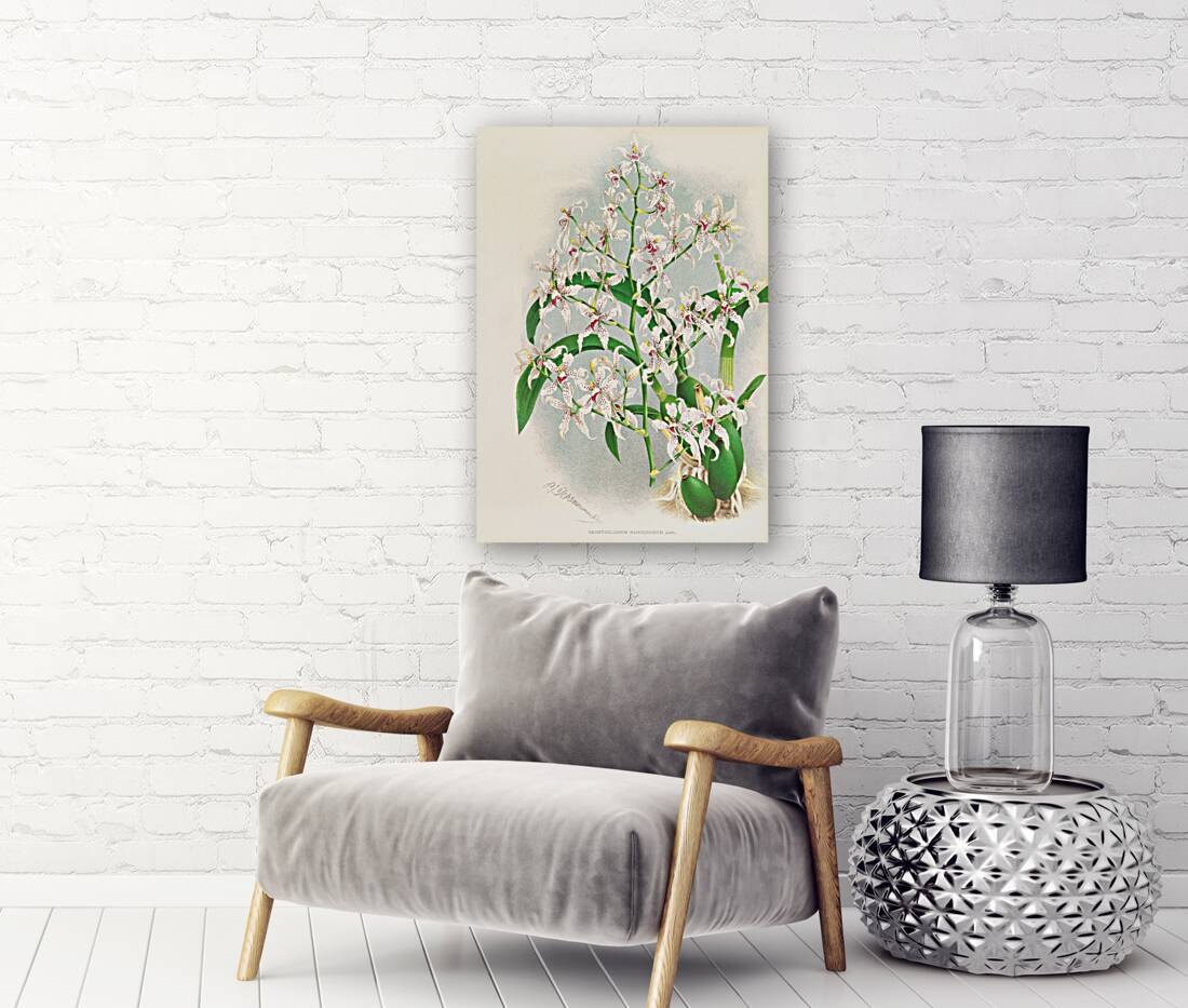 Odontoglossum ramosissimum Reproduction