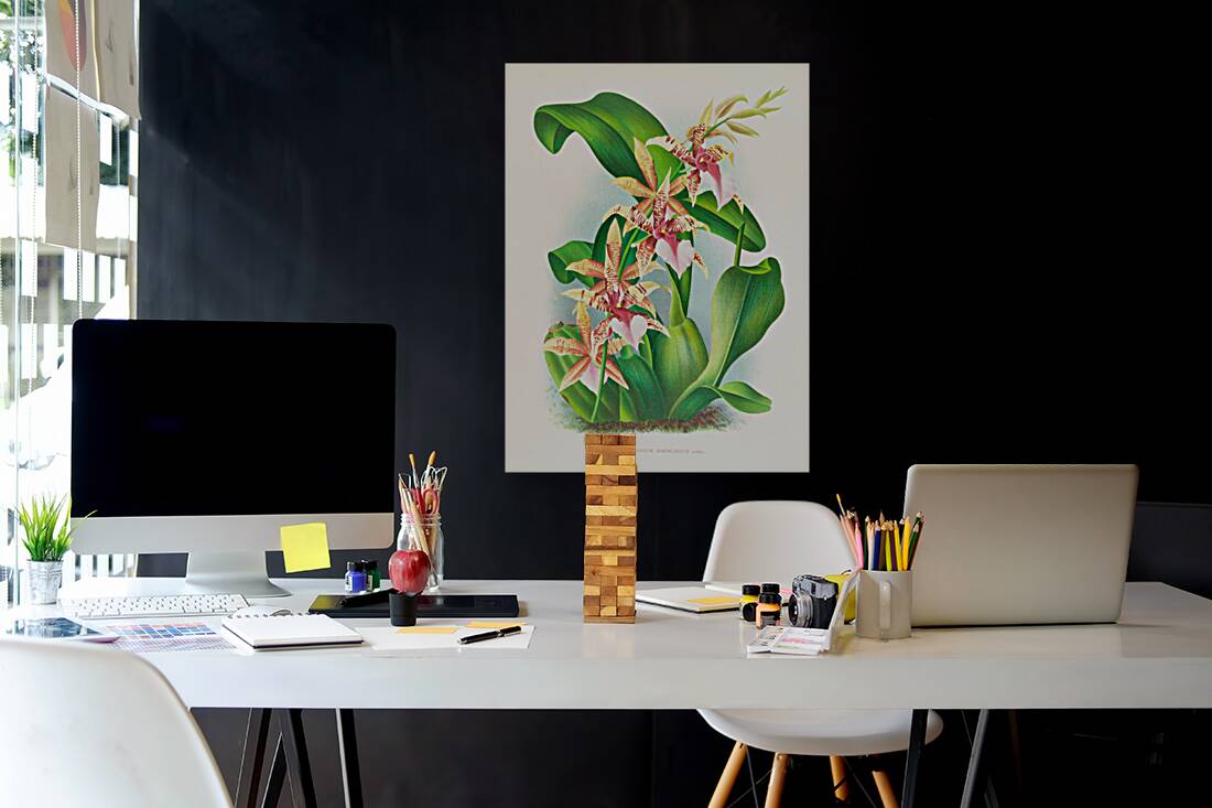 Odontoglossum Hastilabium Reproduction