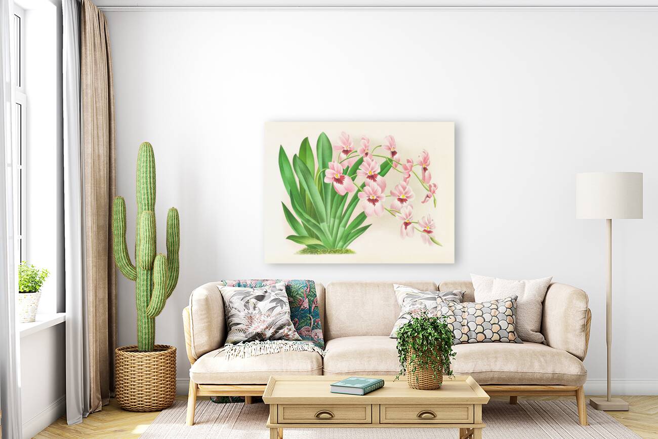 Miltonia vexillaria Reproduction