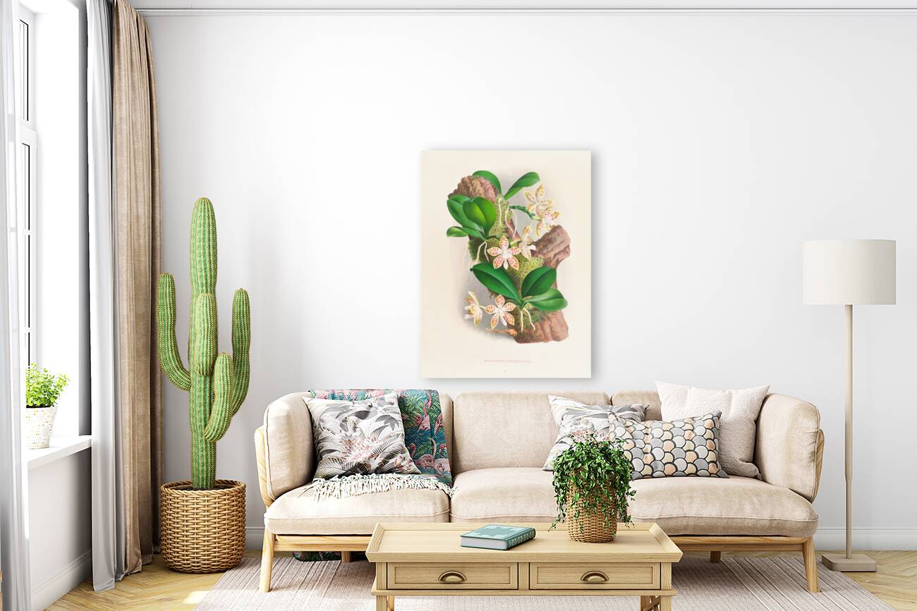 Phalaenopsis sumatrana Reproduction