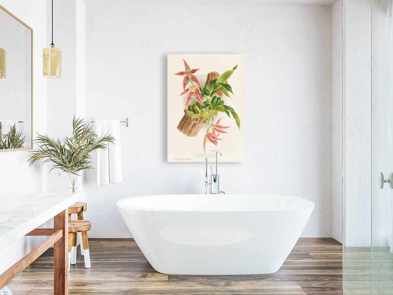 Paphinia Randi Paphinia Cristata Reproduction