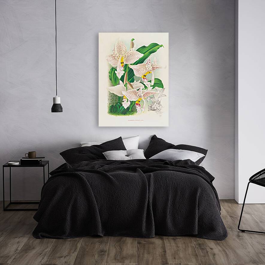 Stanhopea oculata Reproduction