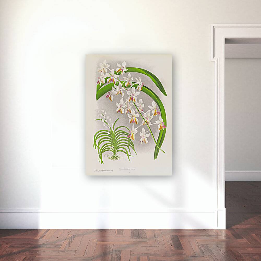 Vanda Boxalli Reproduction