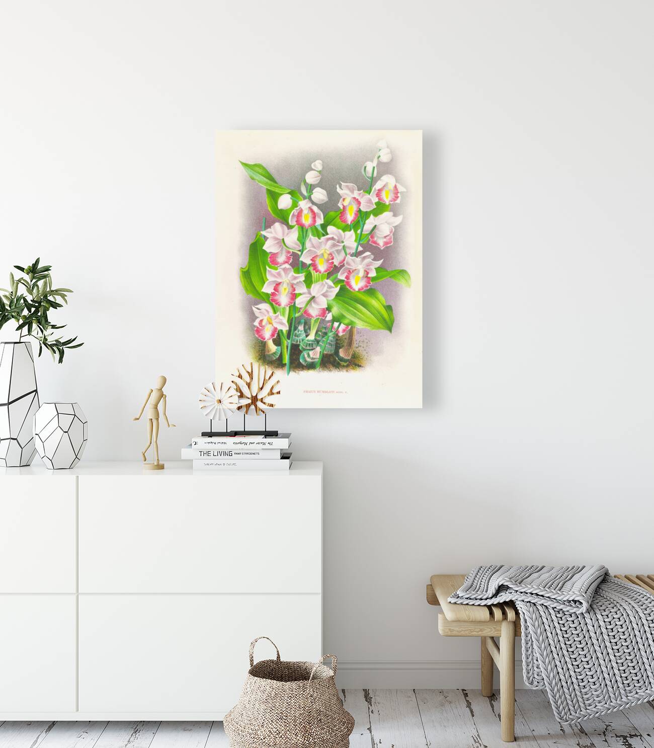 Phaius humbloti Reproduction