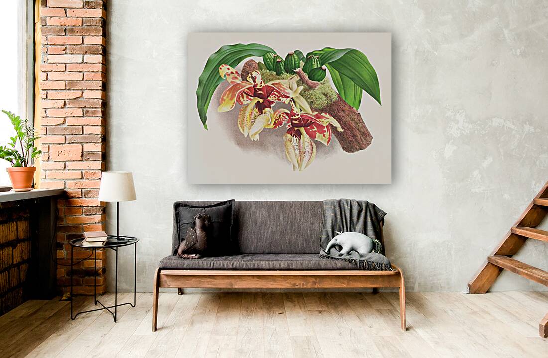 Stanhopea Tigrina Reproduction