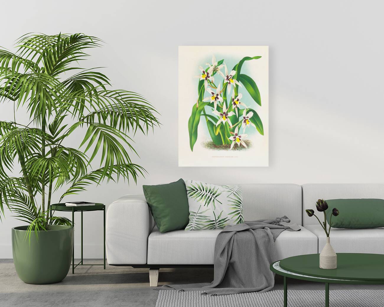 Odontoglossum maxillare Reproduction