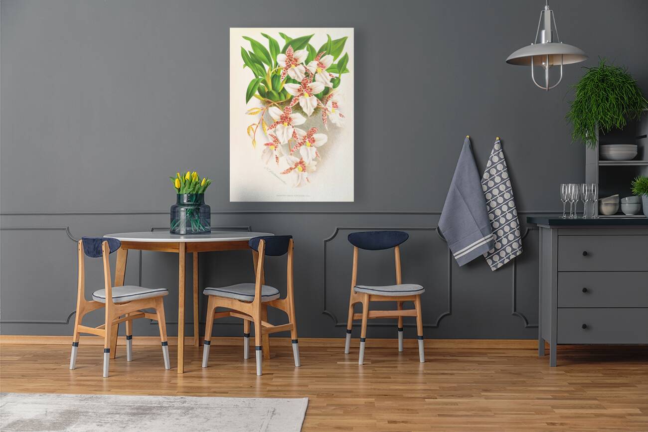 Odontoglossum rubescens Reproduction