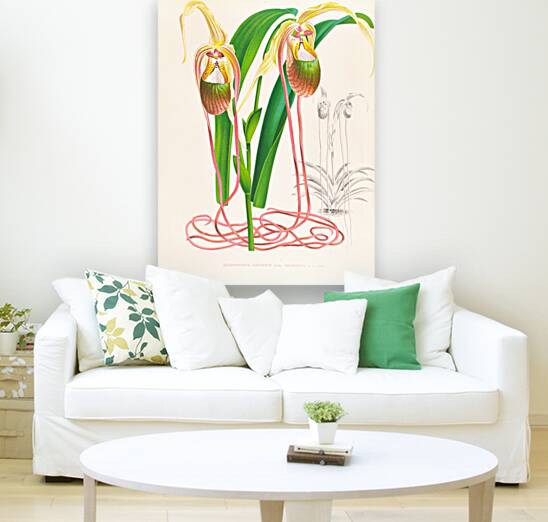 Selenipedium caudatum Reproduction