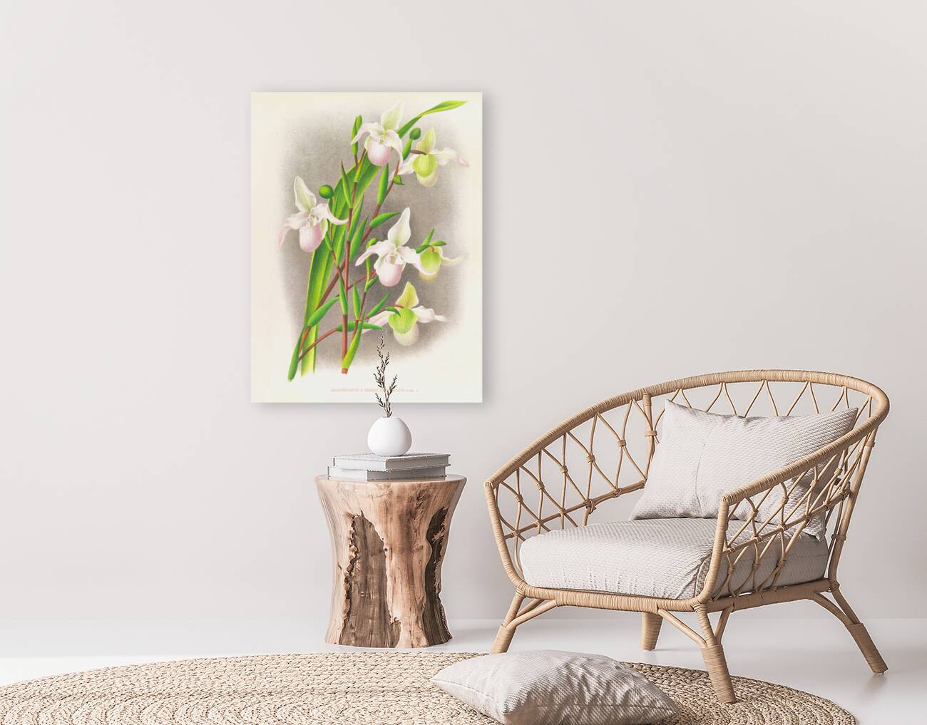 Selenipedium sedeni candidulum Reproduction