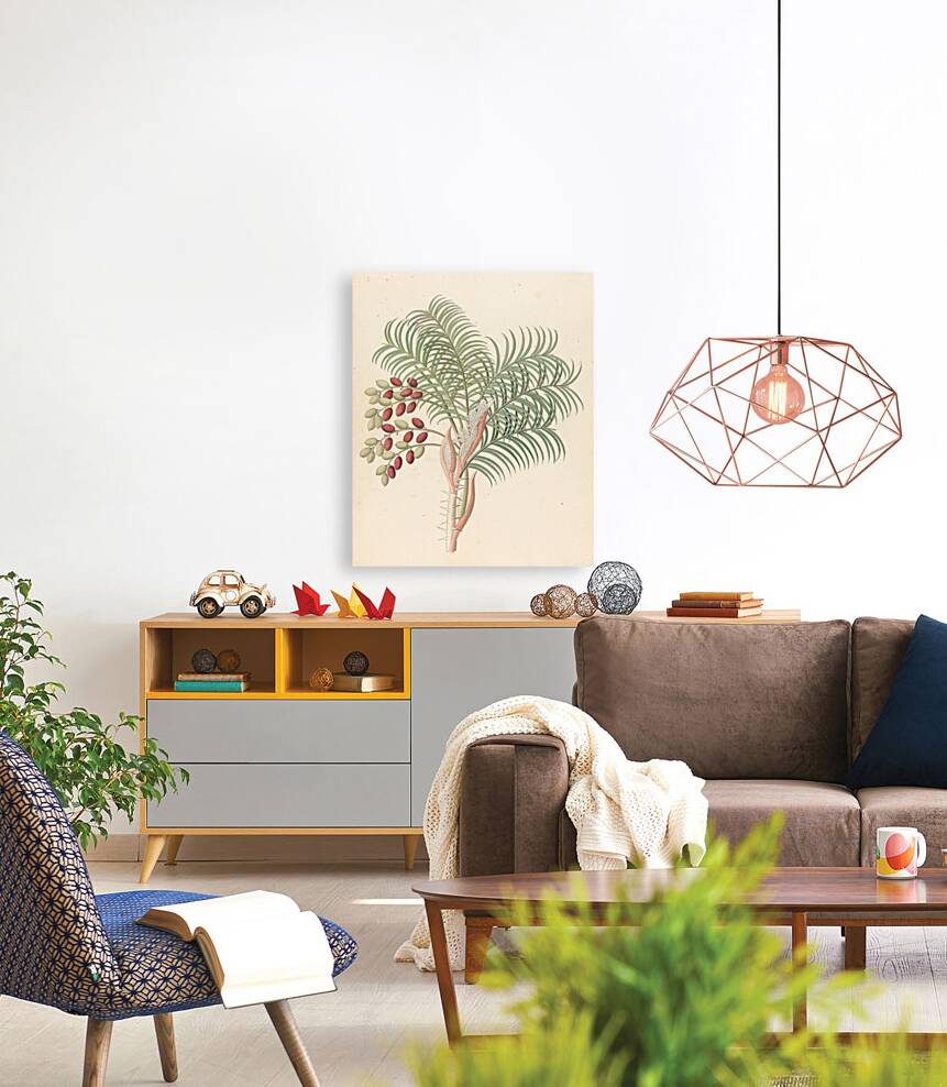 Phoenix [Phoenix reclinata] 1817 Reproduction