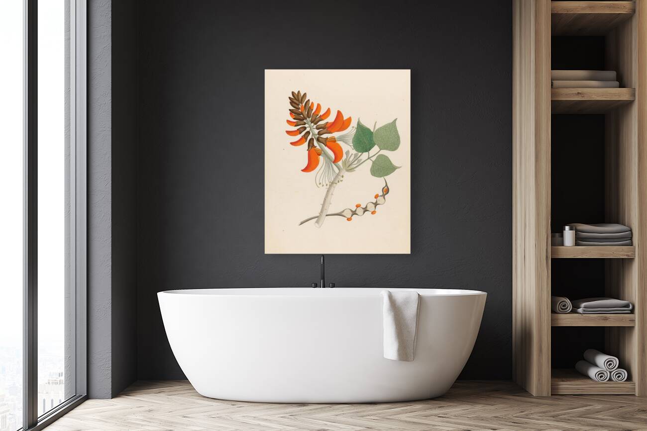 Erythrina Caffras 1817 Reproduction