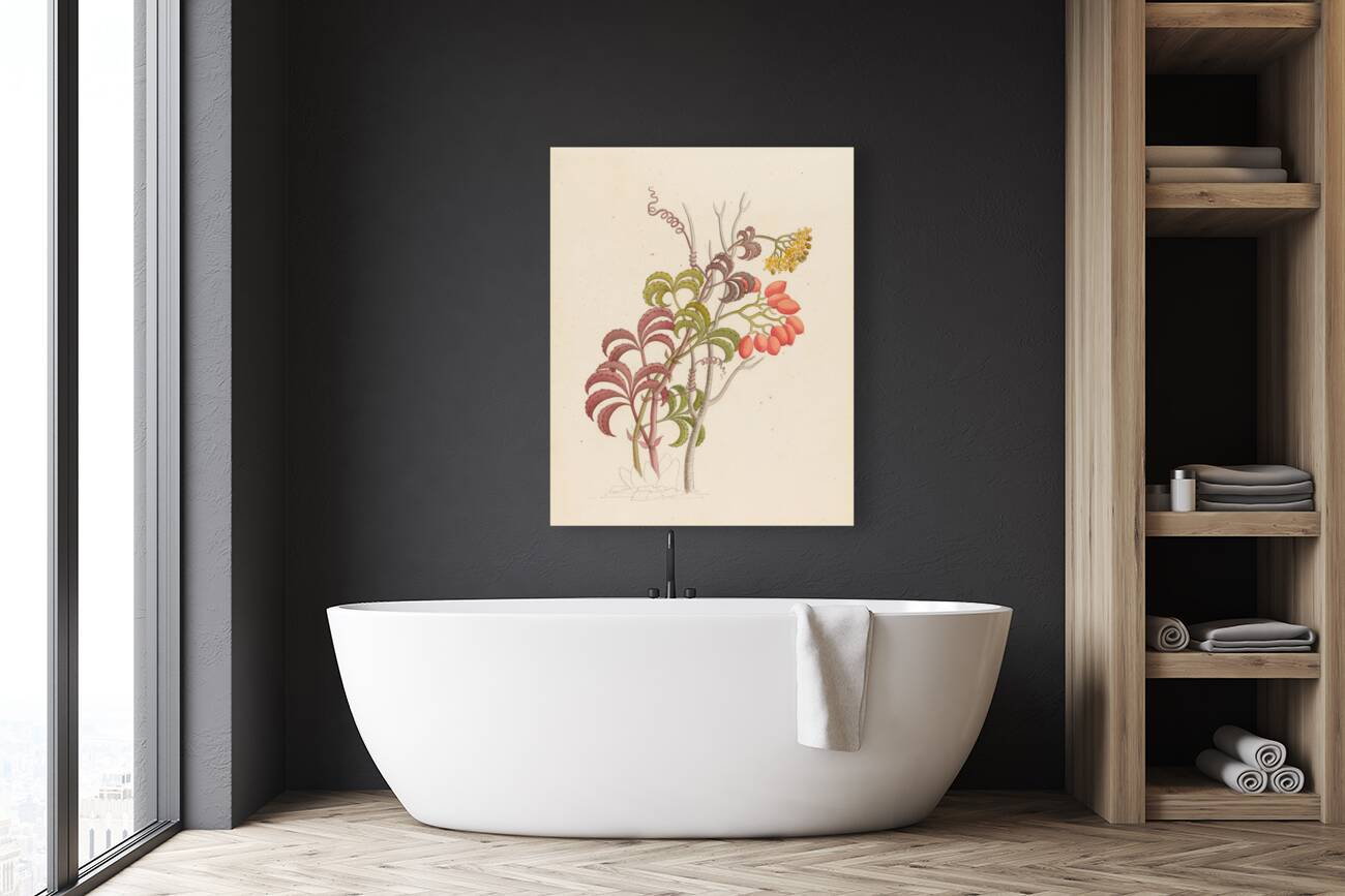 Cisfus Nov. Sp. [Cyphostemma quinatum] 1817 Reproduction