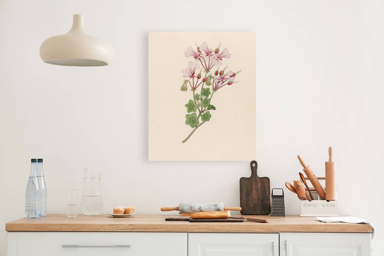 Pelargonium peltatum 1817 Reproduction