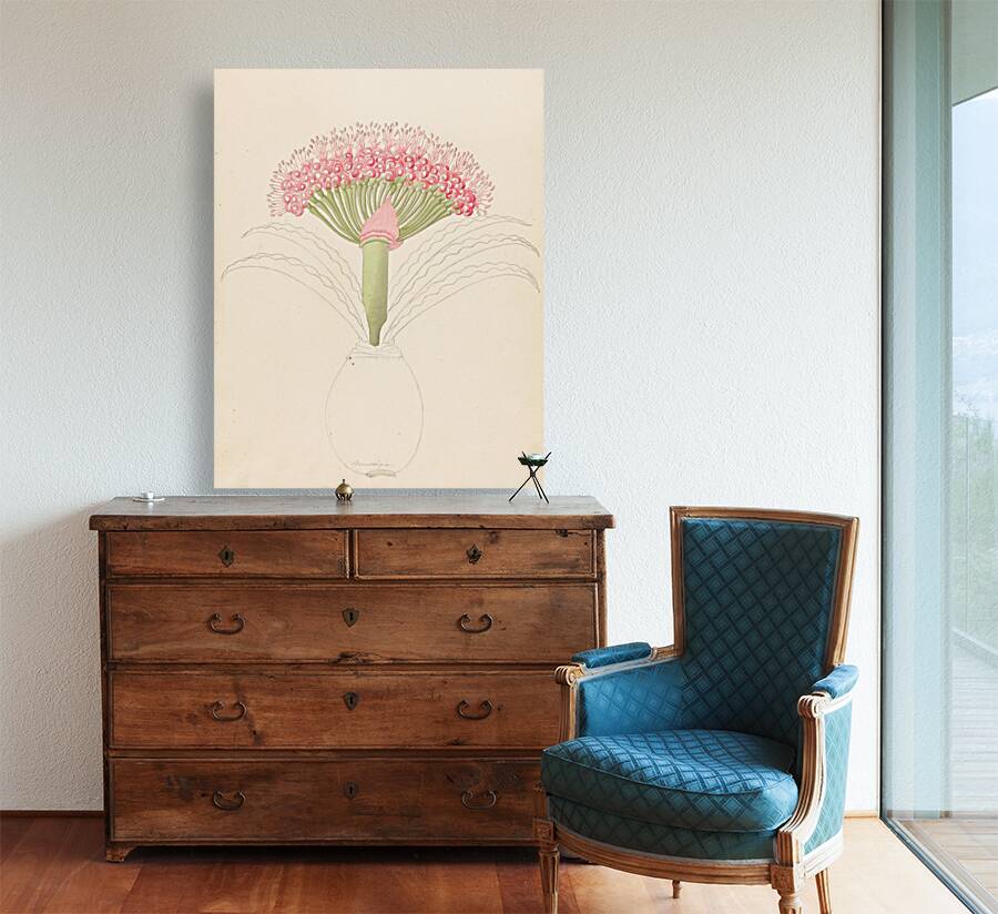 Brunswigia [Brunsvigia grandiflora] 1817 Reproduction