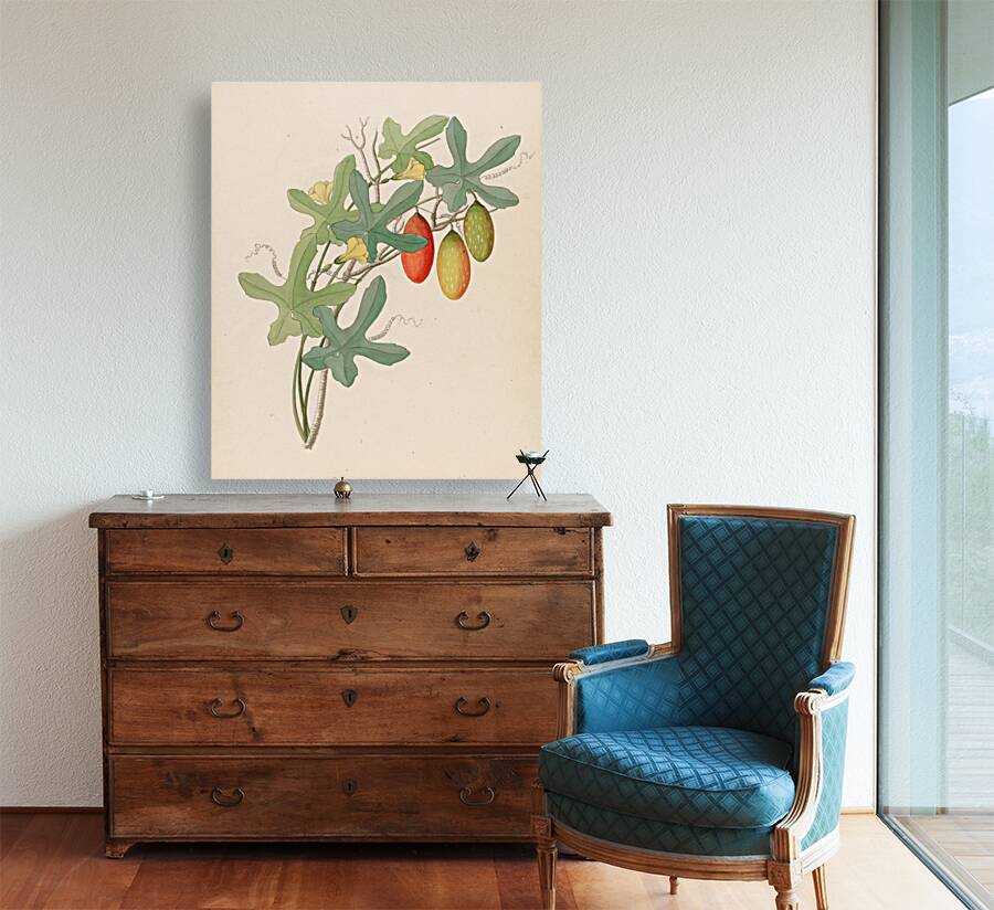 Cucumis Melothria pendula [Coccinea quinqueloba] 1817 Reproduction