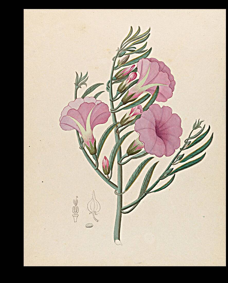 Convolvulus [Ipomoea oenotheroides] 1817 Reproduction