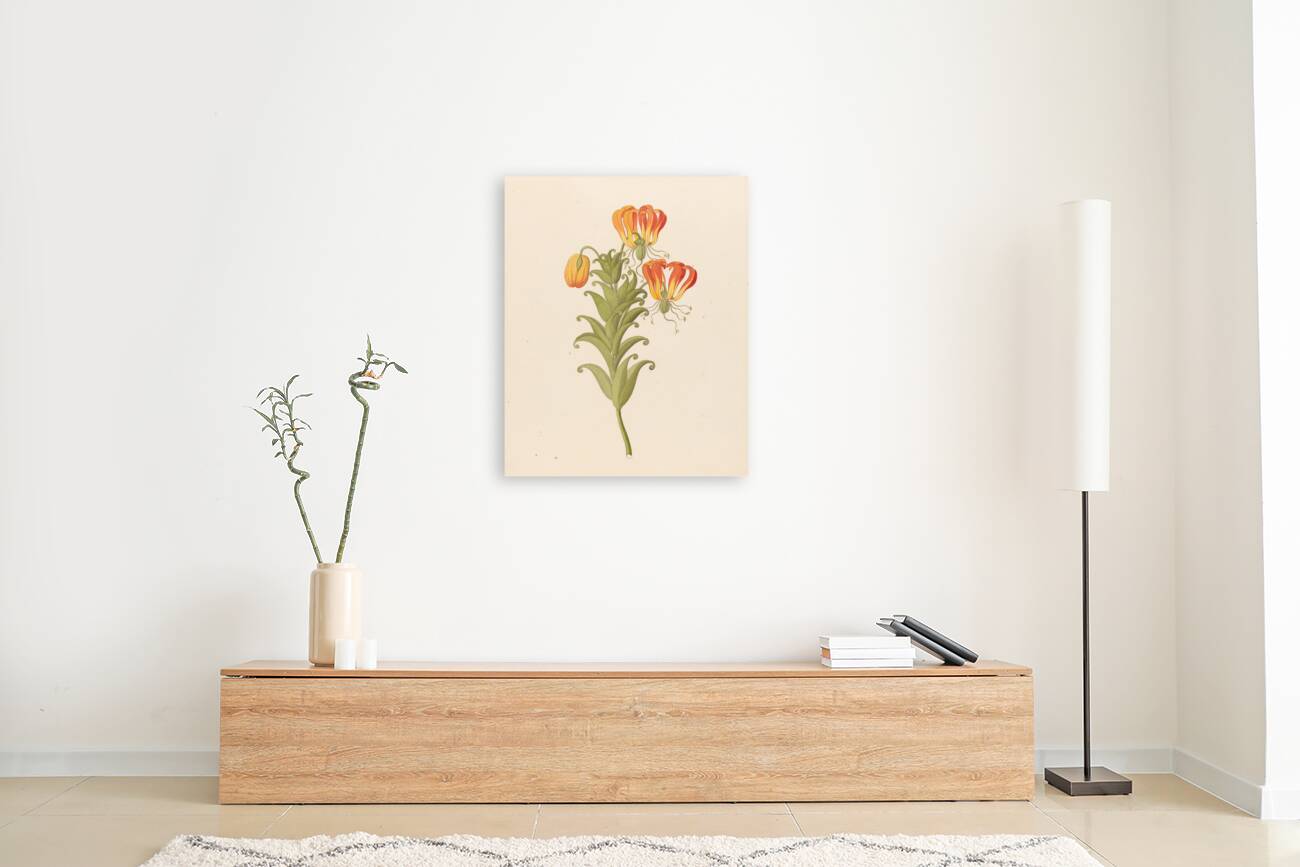 Gloriosa [Gloriosa superba] 1817 Reproduction