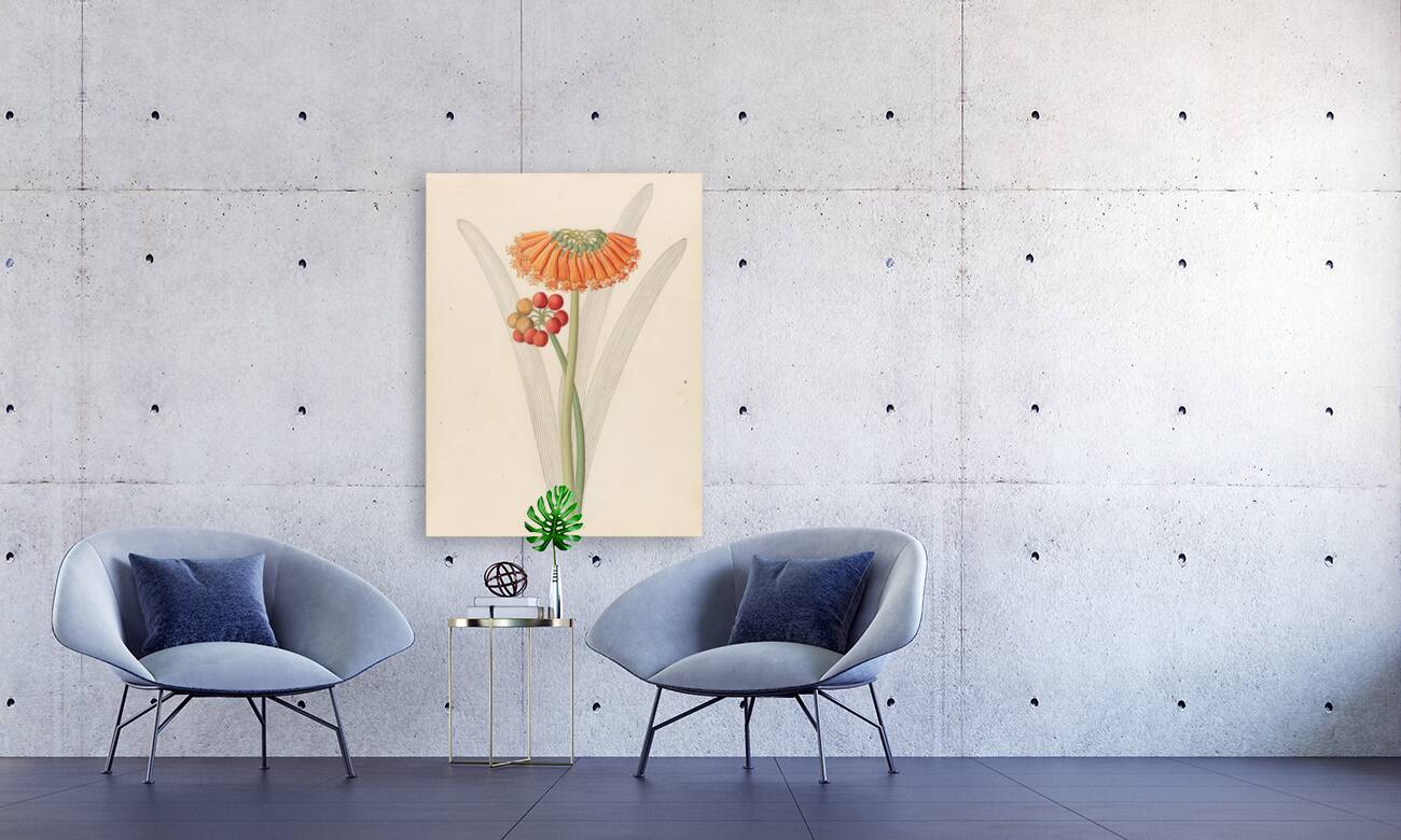 Cyrtanthus [Clivia nobilis] 1817 Reproduction