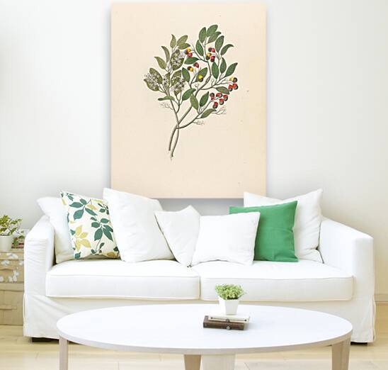 Celastrus [Apodytes dimidiata] 1817 Reproduction