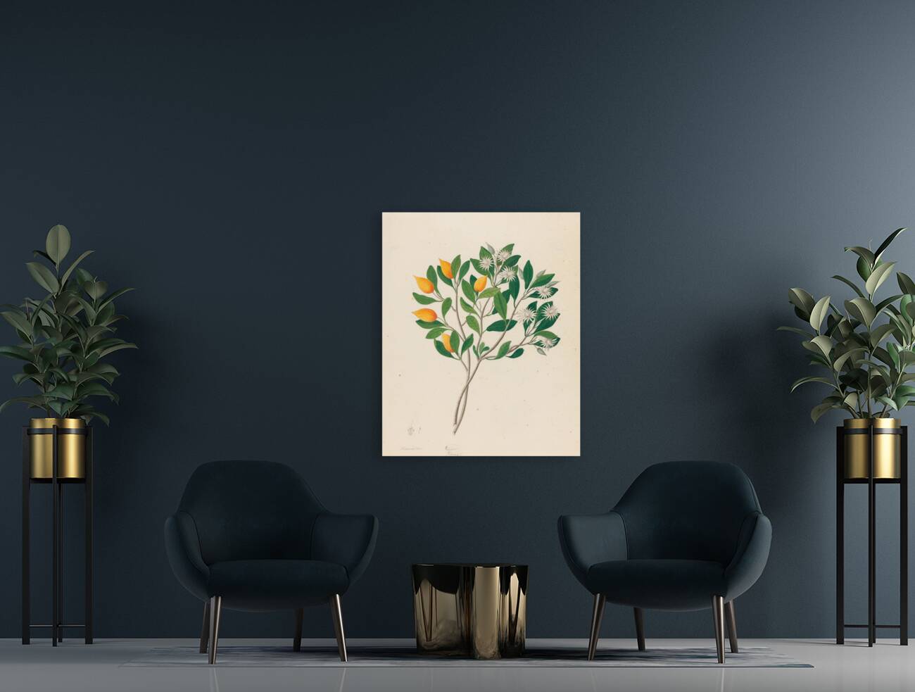 Hexand. Mono. [Mimusops obovata] 1817 Reproduction