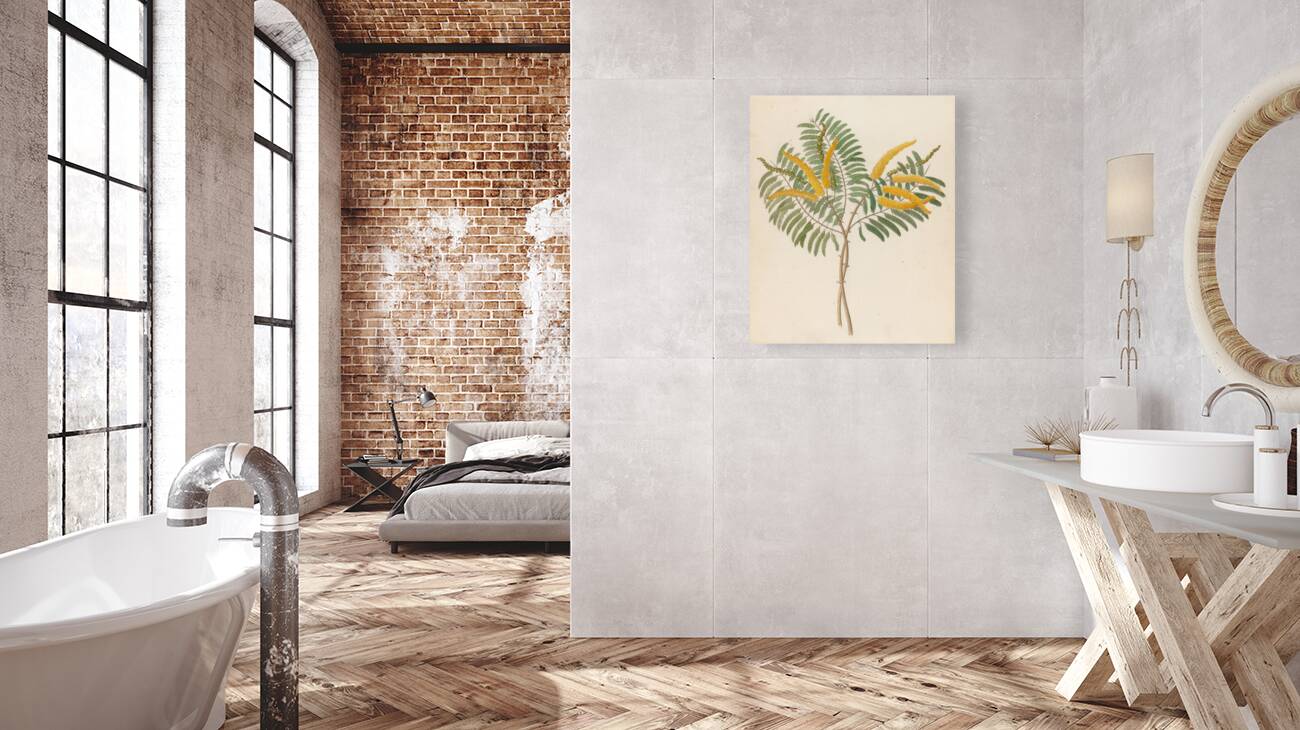 Mimosa [Acacia caffra] 1817 Reproduction