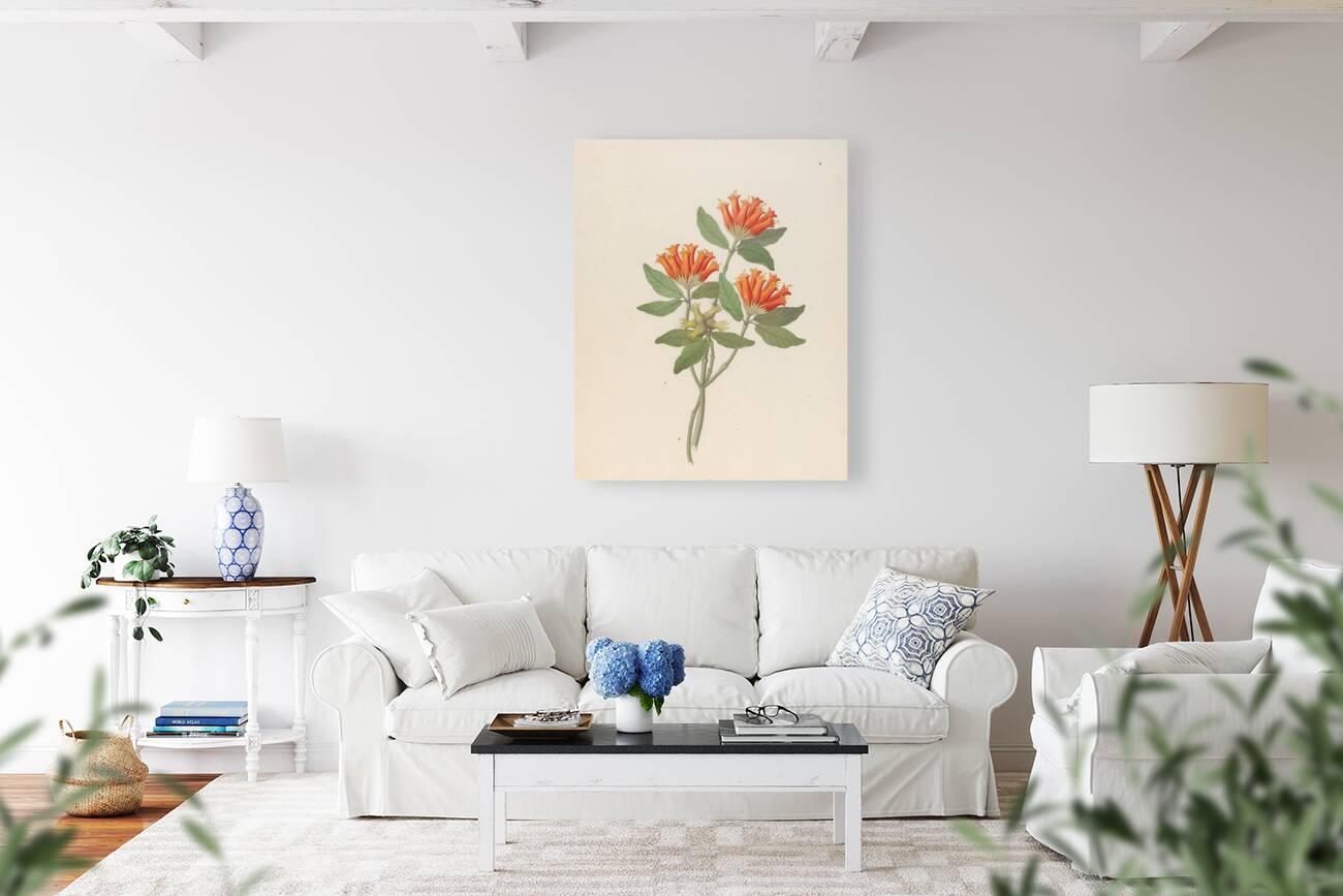 Gardenia Nova Sp. [Burchellia bubalina] 1817 Reproduction