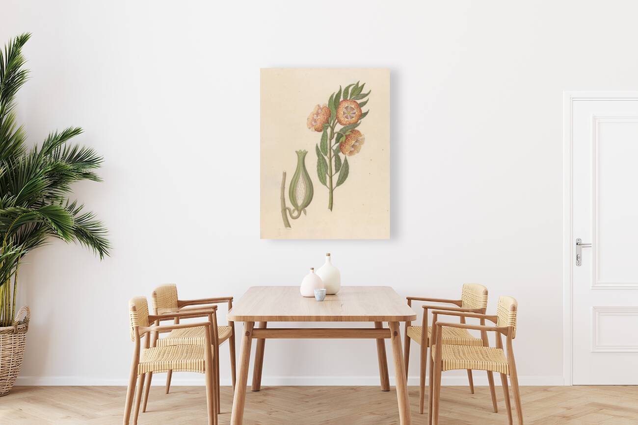 Asclepias grandiflora [Pachycarpus grandiflorus] 1817 Reproduction