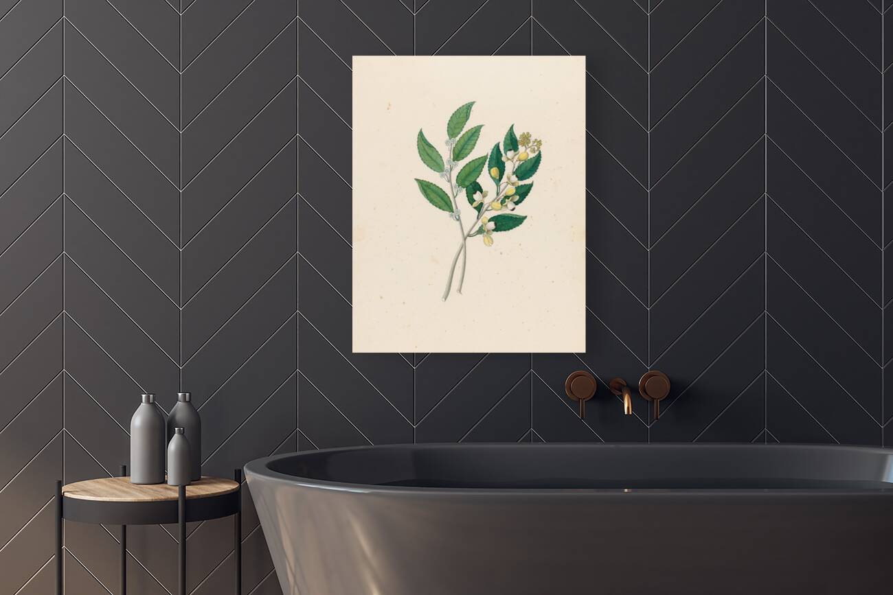 Rhamnus [Curtisia dentata] 1817 Reproduction